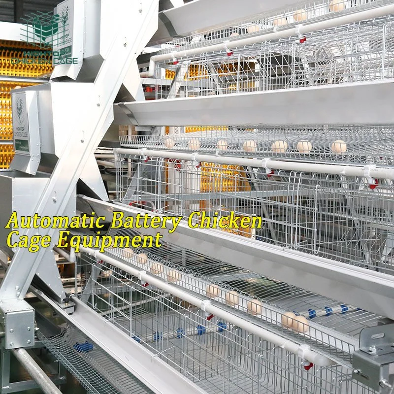 Automated Poultry Farm Equipment A Type Layer Chicken Cage with Automatic Feeding System