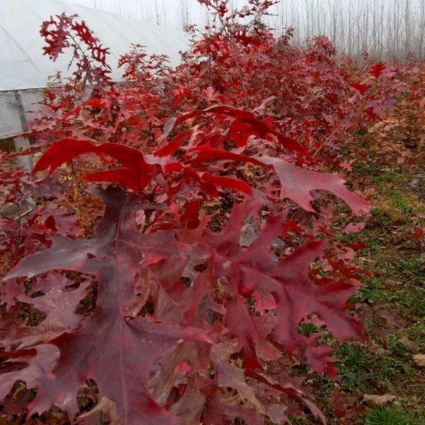 Quercus Rubra Seeds/Red Oak Seeds with Higher Germination Rate