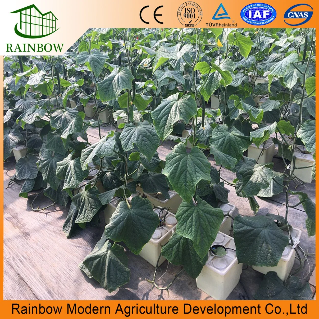 Commercial Multi Span Plastic Film Green House for Vegetable Growing