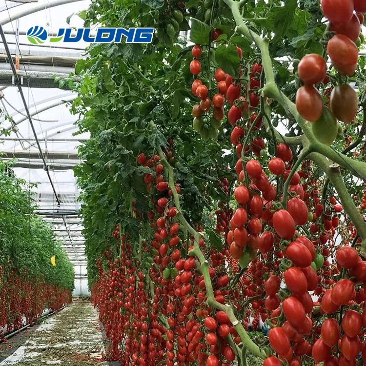 Multi-Span agricole de la culture hydroponique de film plastique de la tomate de serre de la Chine