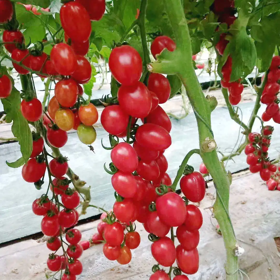 Semillas al por mayor de tomates chinos crecimiento híbrido de alta calidad cultivo agrícola Invernadero