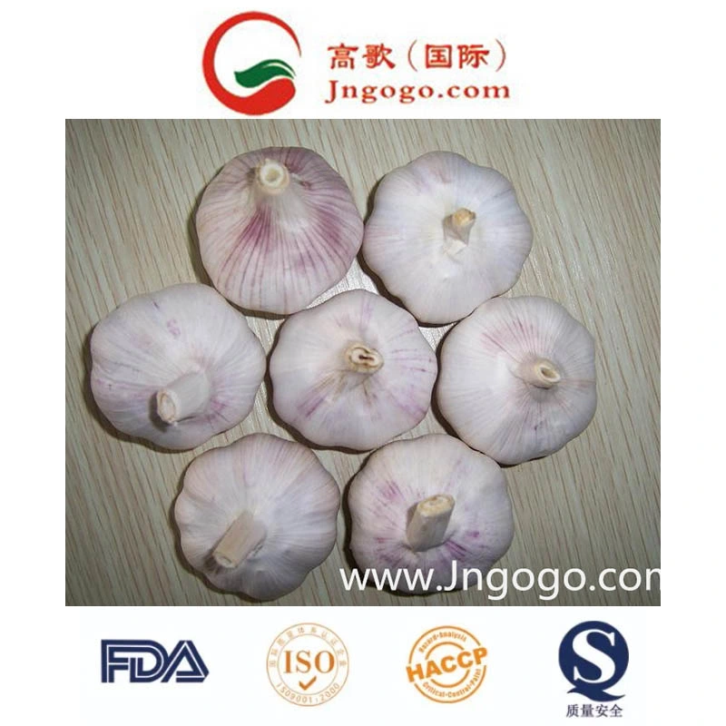 Export Chinese New Crop Good Quality White Garlic