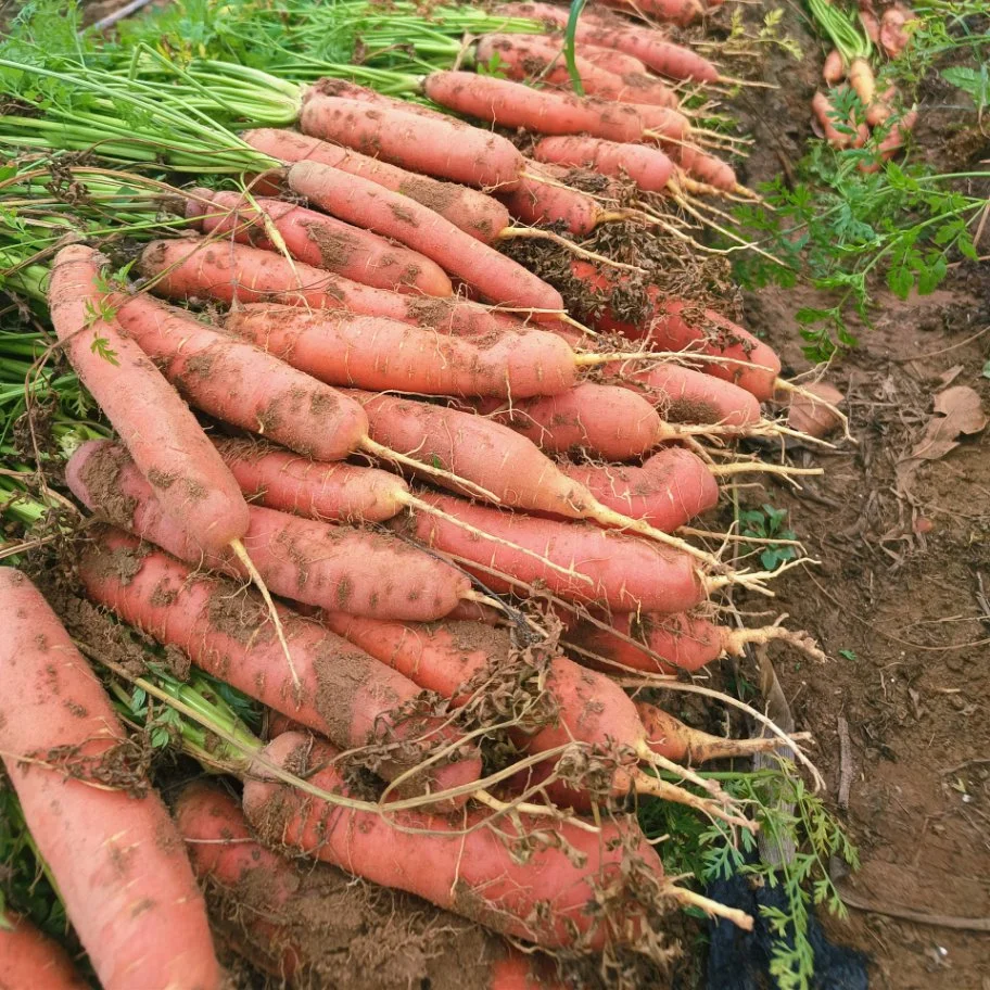 New Arrival Fresh Sale Natural Organic Fresh Carrots From Top Supplier