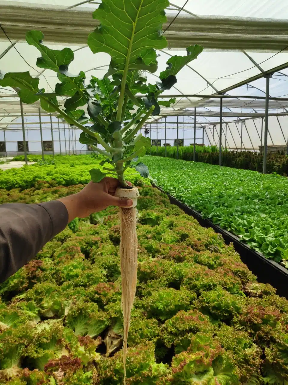 Granja Aquaponics invernaderos hidropónicos Balsa de la hidroponía utilizado por la hoja de poliespuma