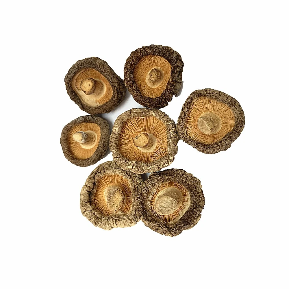 Deshidratado Shiitake setas champiñones rodajas de champiñones Champignon