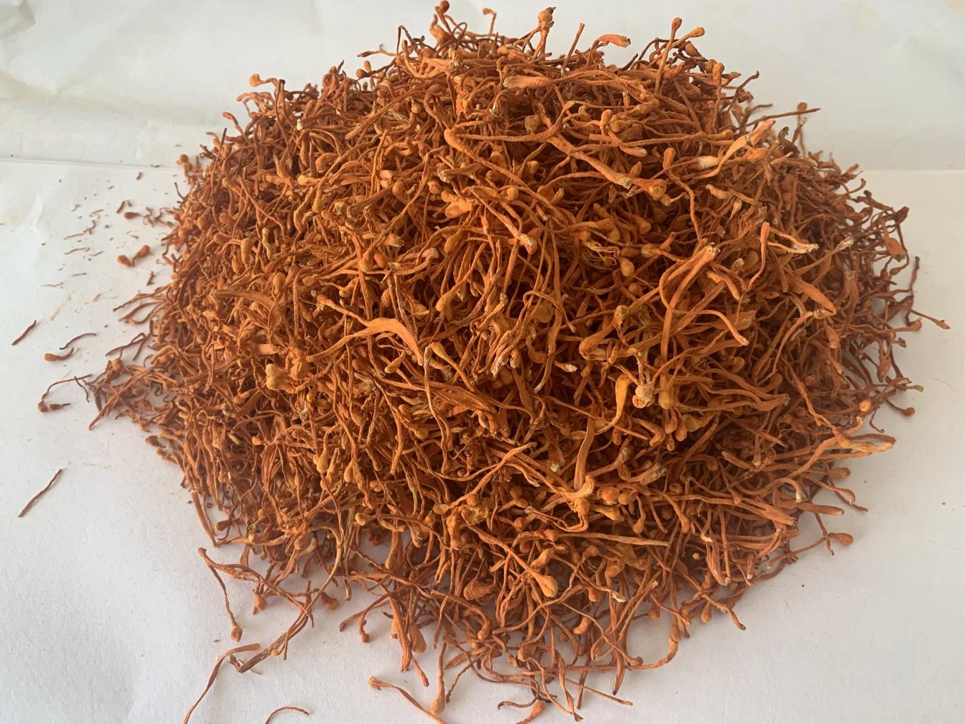 It Can Provide The Spore Head Freeze-Dried Cordyceps Sinensis in Pharmaceutical Grade