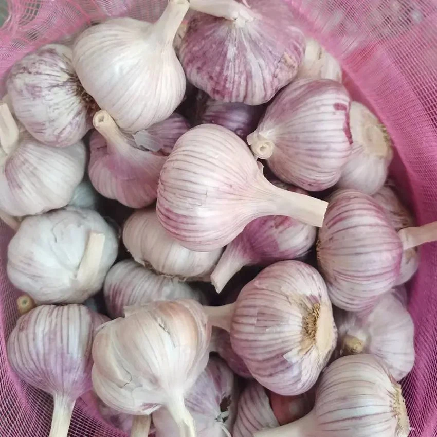 6.0cm Fresh White Garlic Supplier From China - Cold Storage, Wholesale/Supplier Price, New Crop