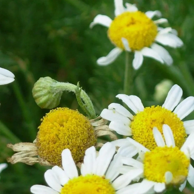 100% naturel thé à base de plantes Nouvelle récolte camomille thé ample camomille