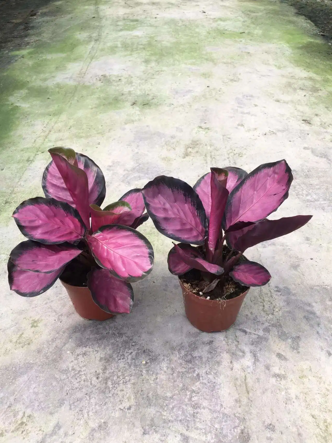 Everygreen Aglaonema Maria Flor Bonsai vivero de Wholesale