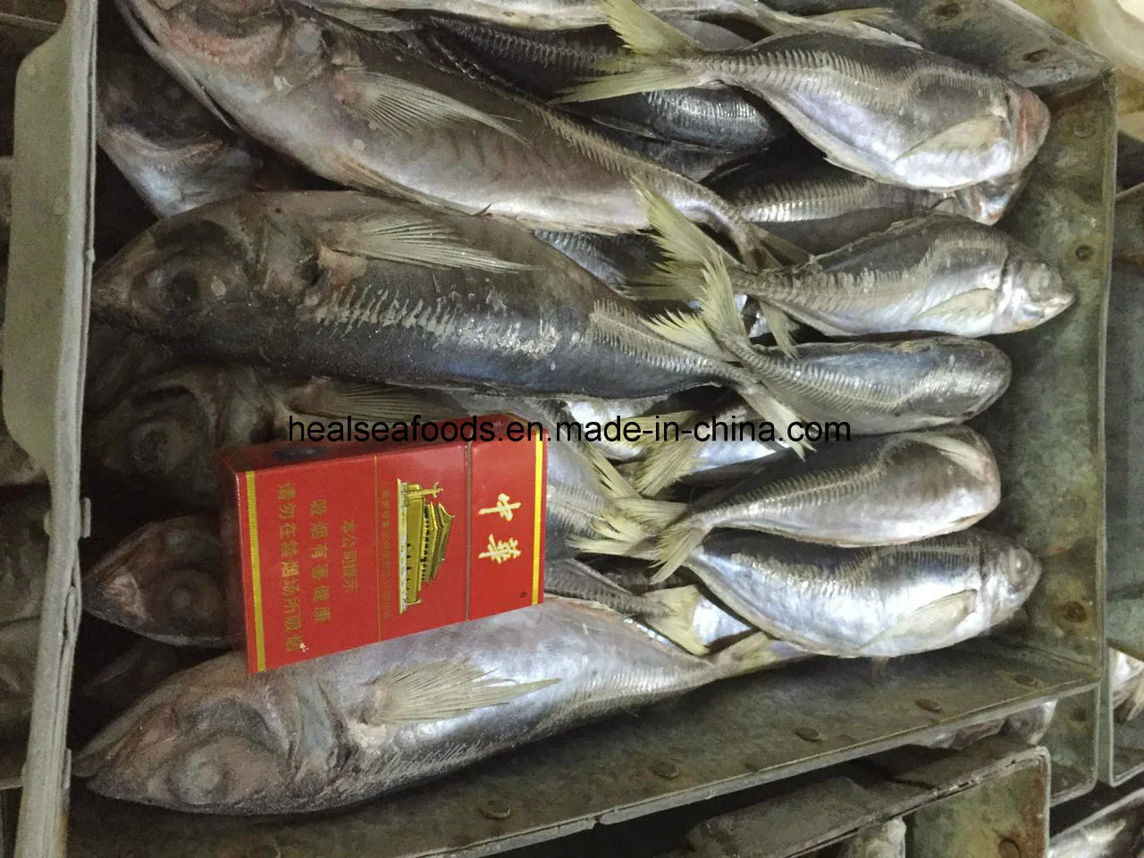 Chinese 20cm+ Frozen Horse Mackerel with Lowest Price