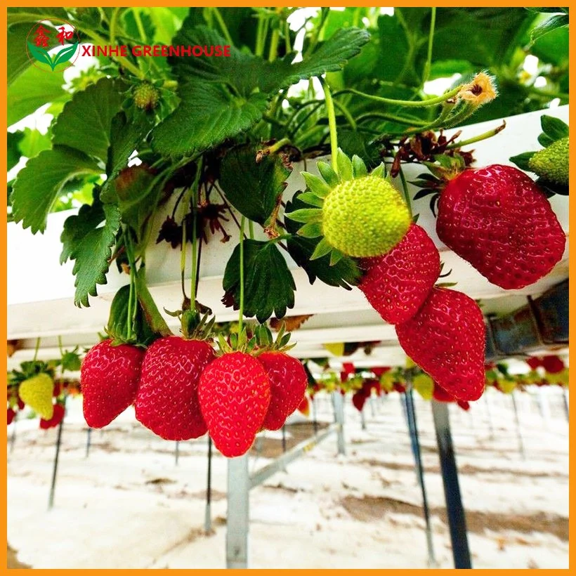 Serre en polycarbonate monocouche de type Venlo pour fleurs/légumes/plantation/ferme/Aquaculture/bétail/reproduction/Restaurant écologique Avec système hydroponique