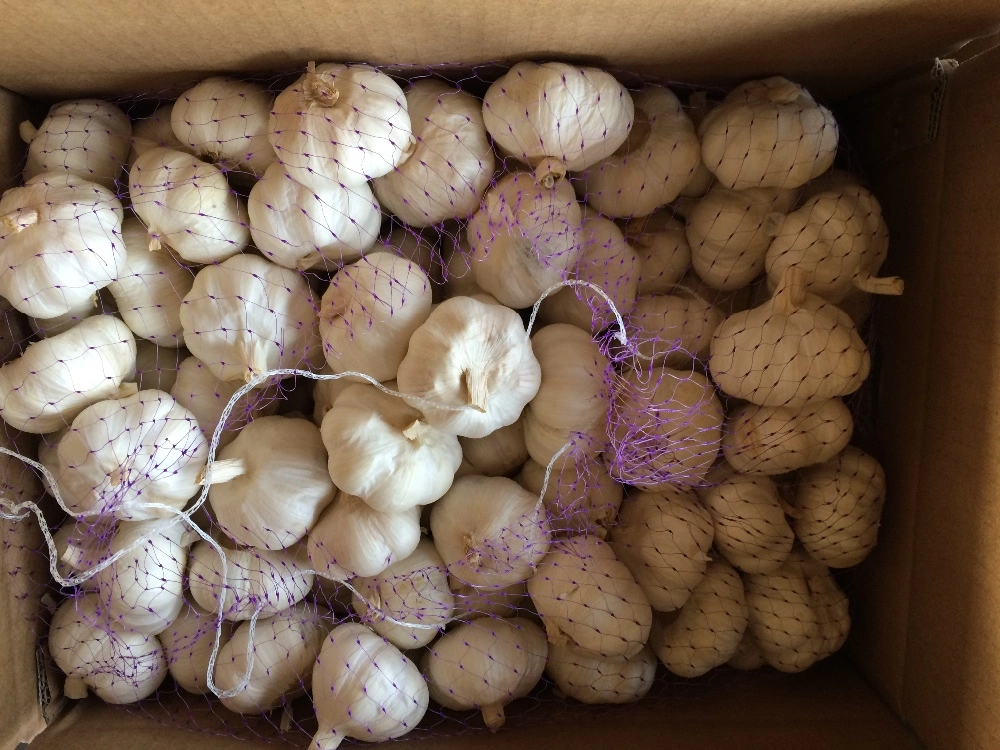 Wholesale/Supplier Export Chinese Best Fresh White Garlic Dried Garlic