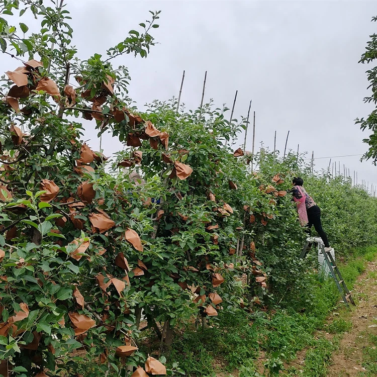 Factory Organic Food Fresh FUJI Apples