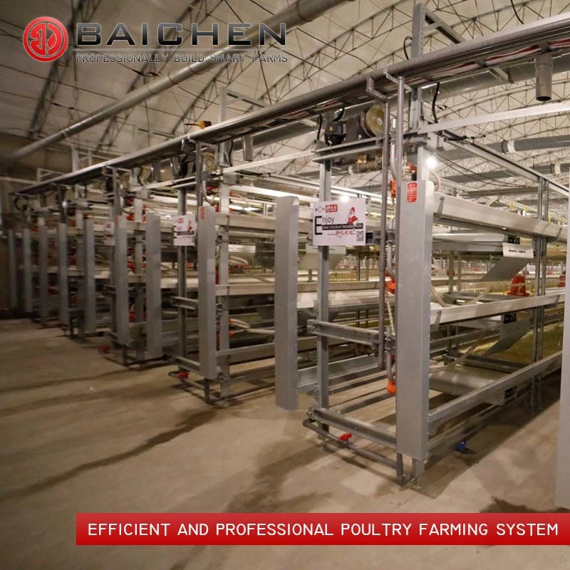 Fully Automated Tunnel Ventilated Broiler Poultry Farm House Multi-Tier Chicken Cages