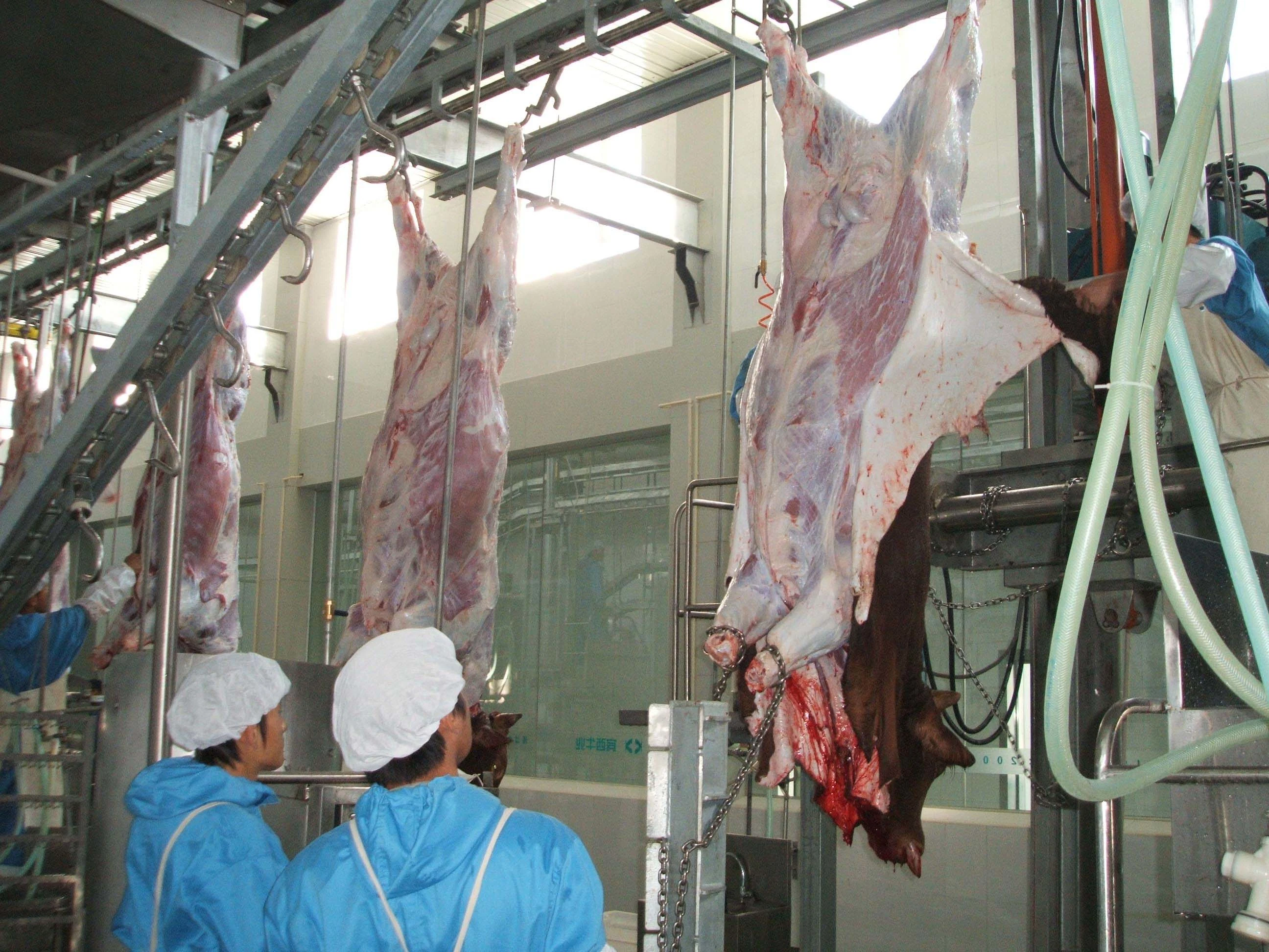 Rinder Vorderbeine Feste Plattform Abattoir Ausrüstung mit gutem Material