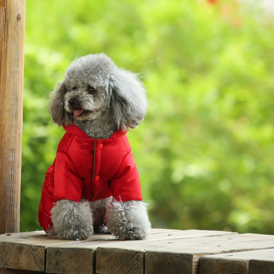 Dog Clothing Wear, Winter Clothing, Teddy Autumn/Winter Cotton Jacket, Bixiong Pomeranian Small Dog Spring/Autumn Down Cotton Jacket Apparel