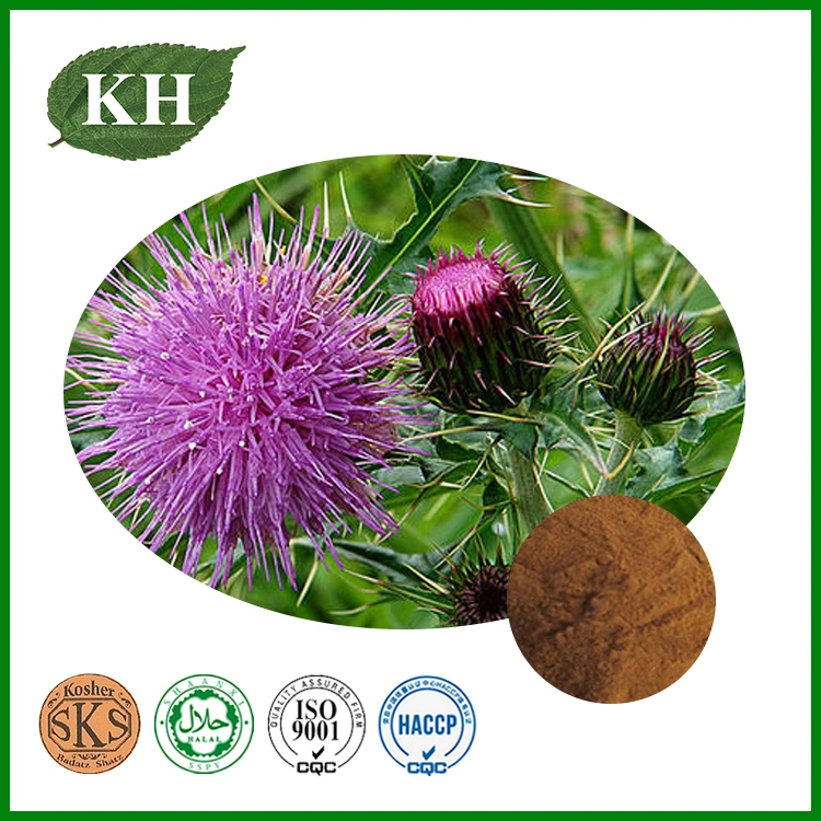 Milk Thistle Extract / Silymarin 70%~80%, 80% Sylimarin with 30% Sylinbin