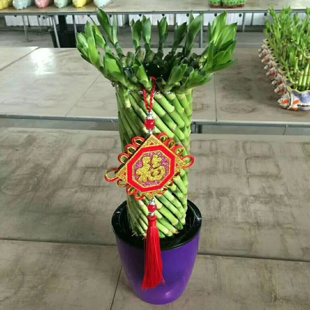 Großhandel Kindergarten Indoor Dekorative Großhandel Natürliche Pflanze Lucky Bamboo Green Innen Topfpflanzen Grünpflanzen Bonsai Hotsale