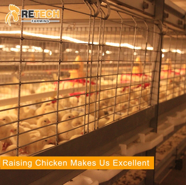 Automatisches Hühnerbrüchgerät Hühnerfütterungssystem für Farm