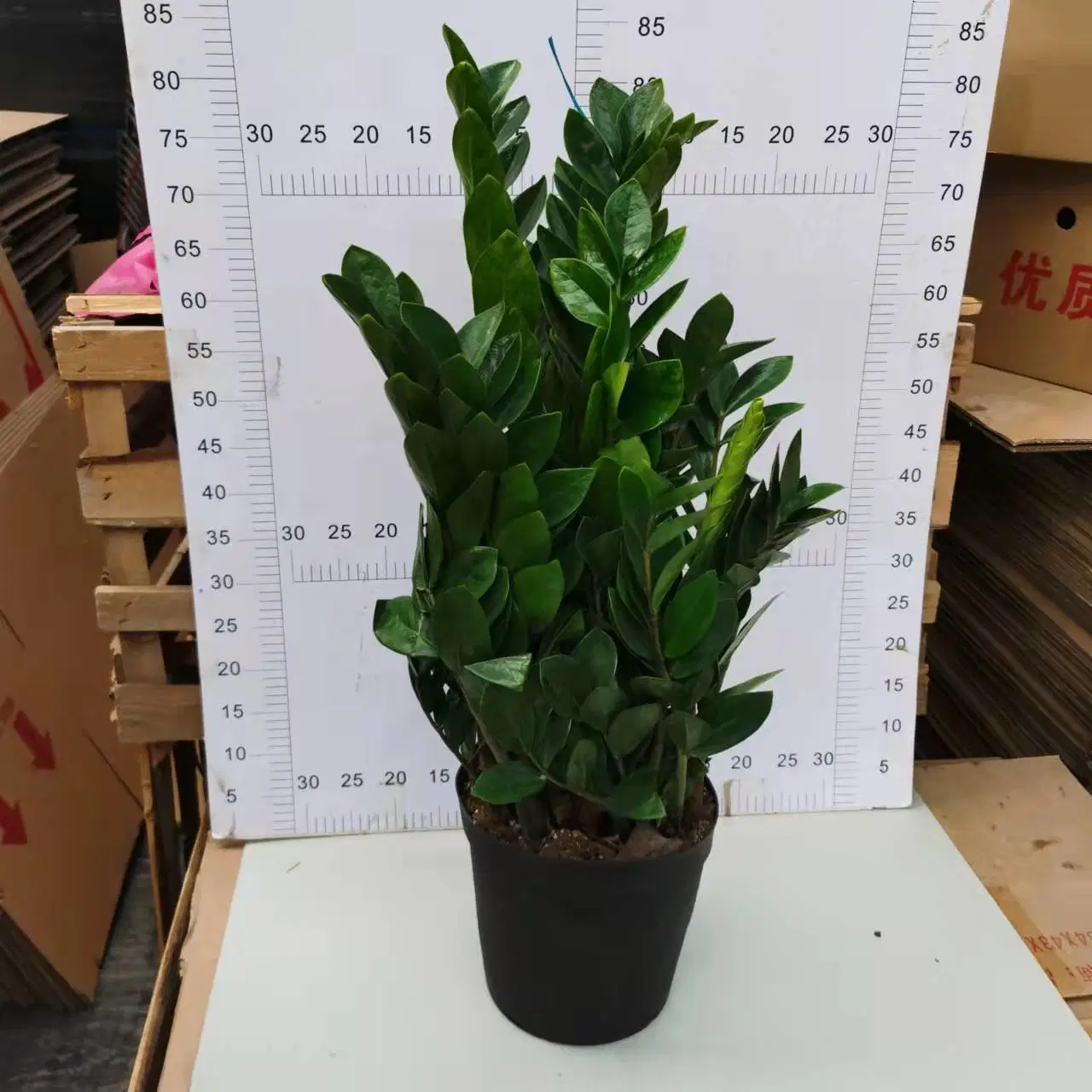 250#Zamioculcas Zamiifolia Araceae Zz Pflanze Blume Gärtnern Lebende Pflanze