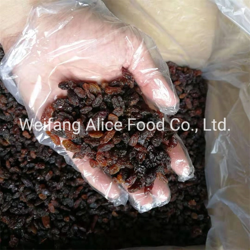 New Crop Halal Kosher Certificated Xinjiang Turpan Raisins Supplier Dried Raisin Black Raisin