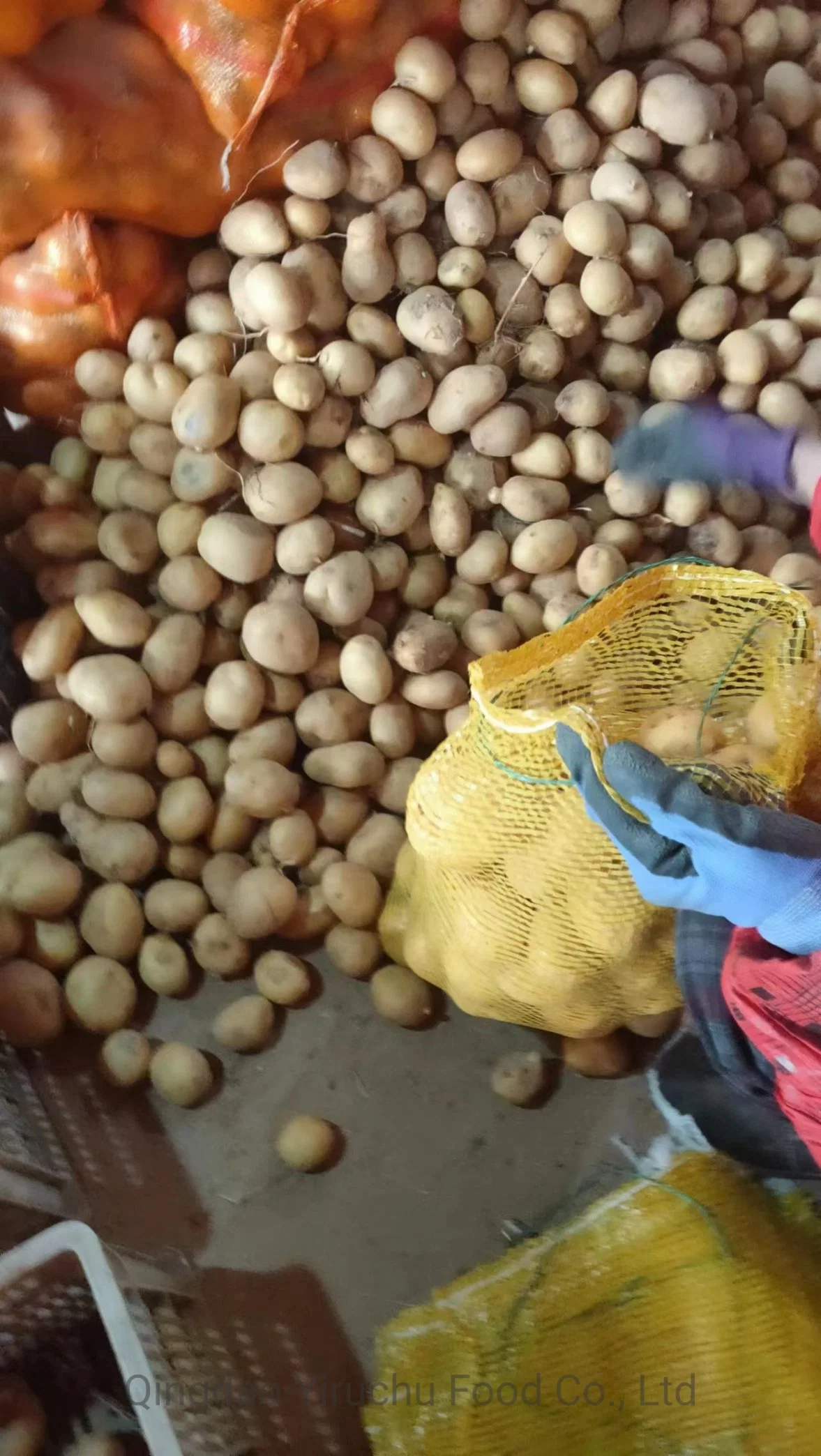 Fresh Potato Wholesale/Supplier From China
