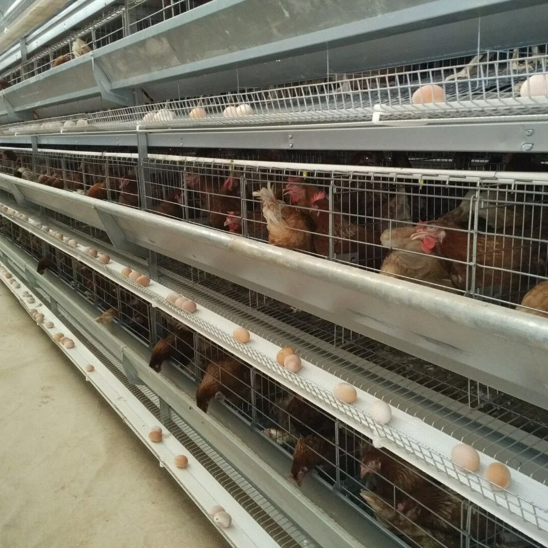 La conception de couche d'oeufs Cage et système automatique de l'Aviculture