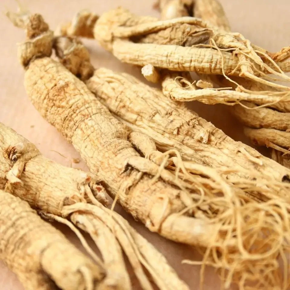 Ginseng Extrakt mit Best Price on Sale