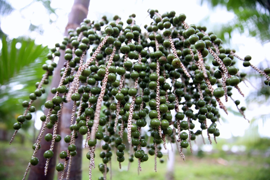 Anti-Oxydant Natural Acai Acai extracto en polvo