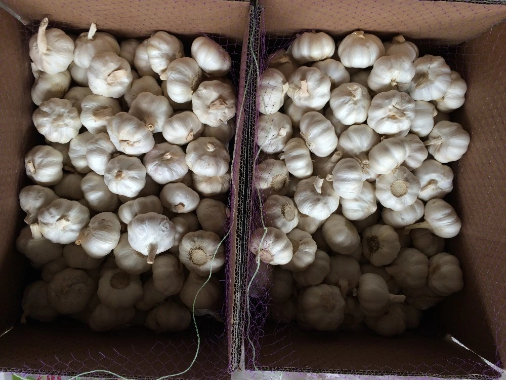 Exportación mayorista chino fresco mejor Ajo Blanco ajos secos