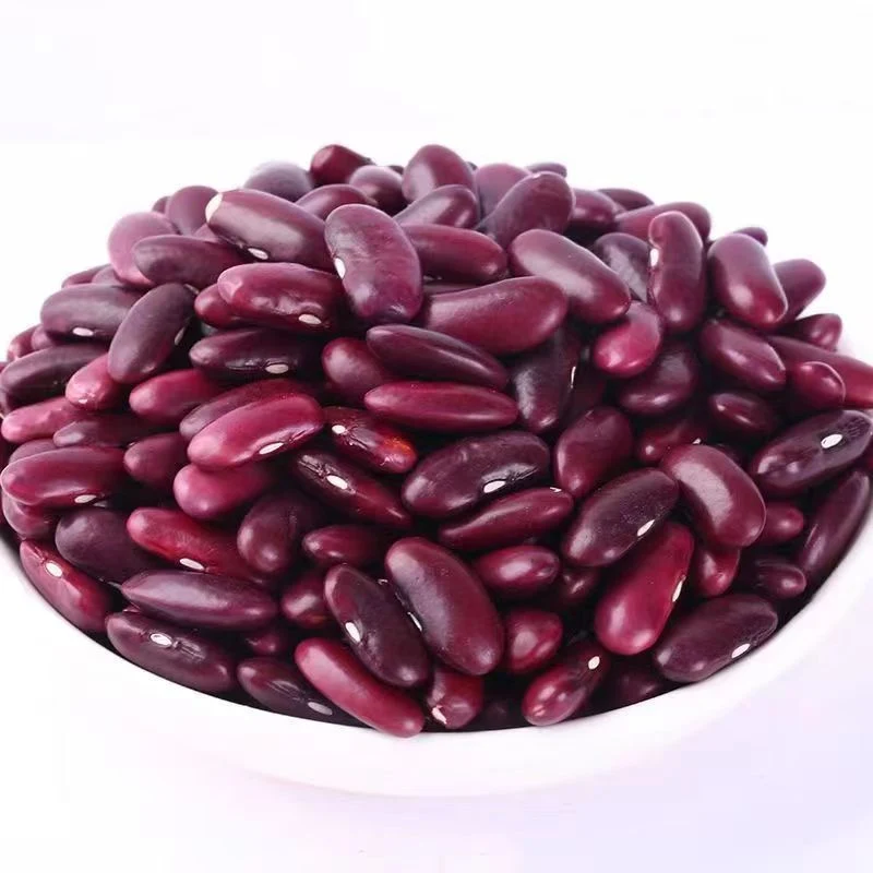 Dark Red Kidney Bean Top Quality