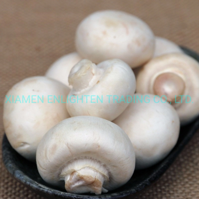 Delicious Canned Button/Champignon Mushroom in Syrup for Whole Sale