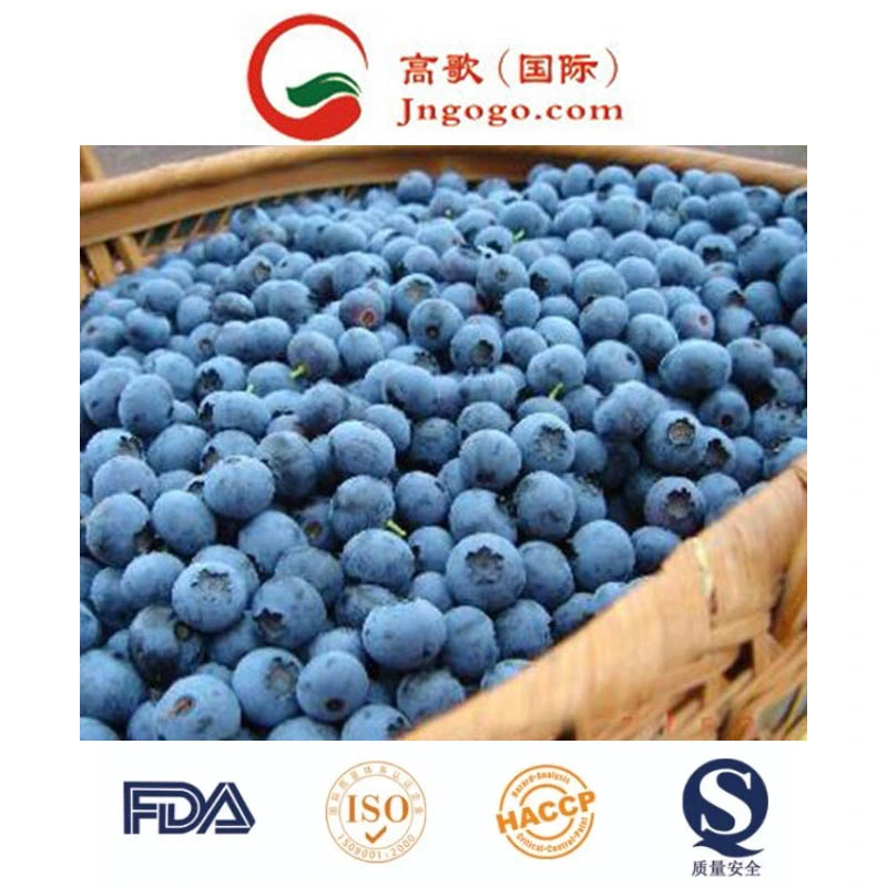 Top Sale IQF Frozen Blueberry