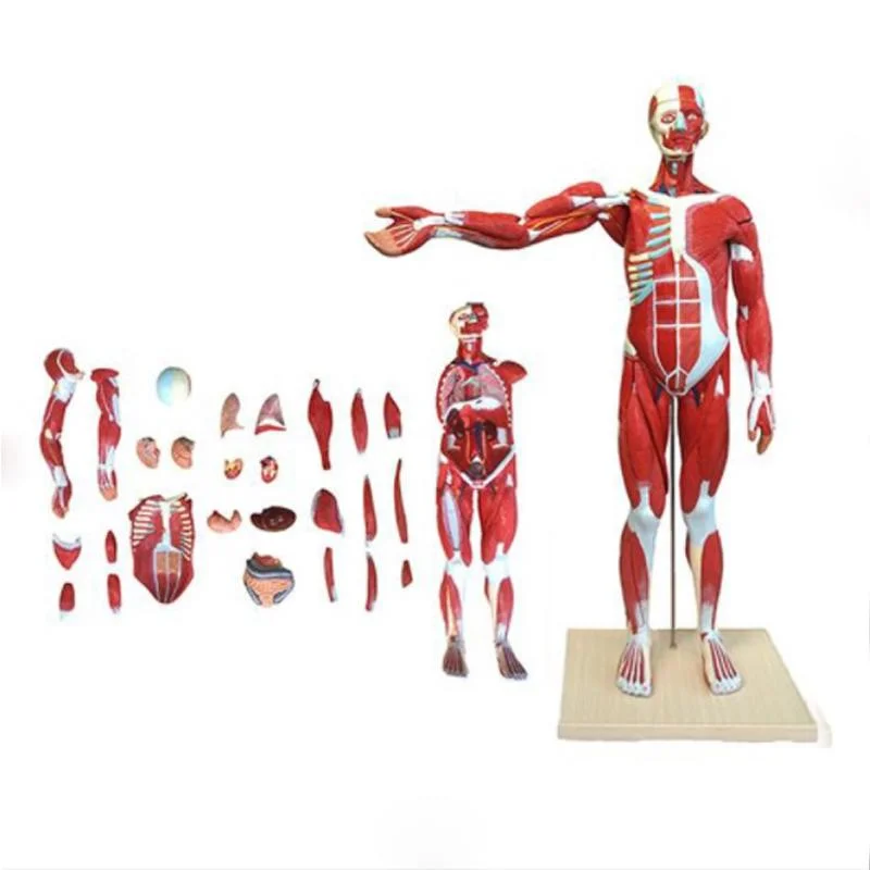 Soft Silikon menschliche Muskel Anatomie Modelle 170cm Lebensgröße Mensch Anatomisches Modell Der Körpermuskulatur