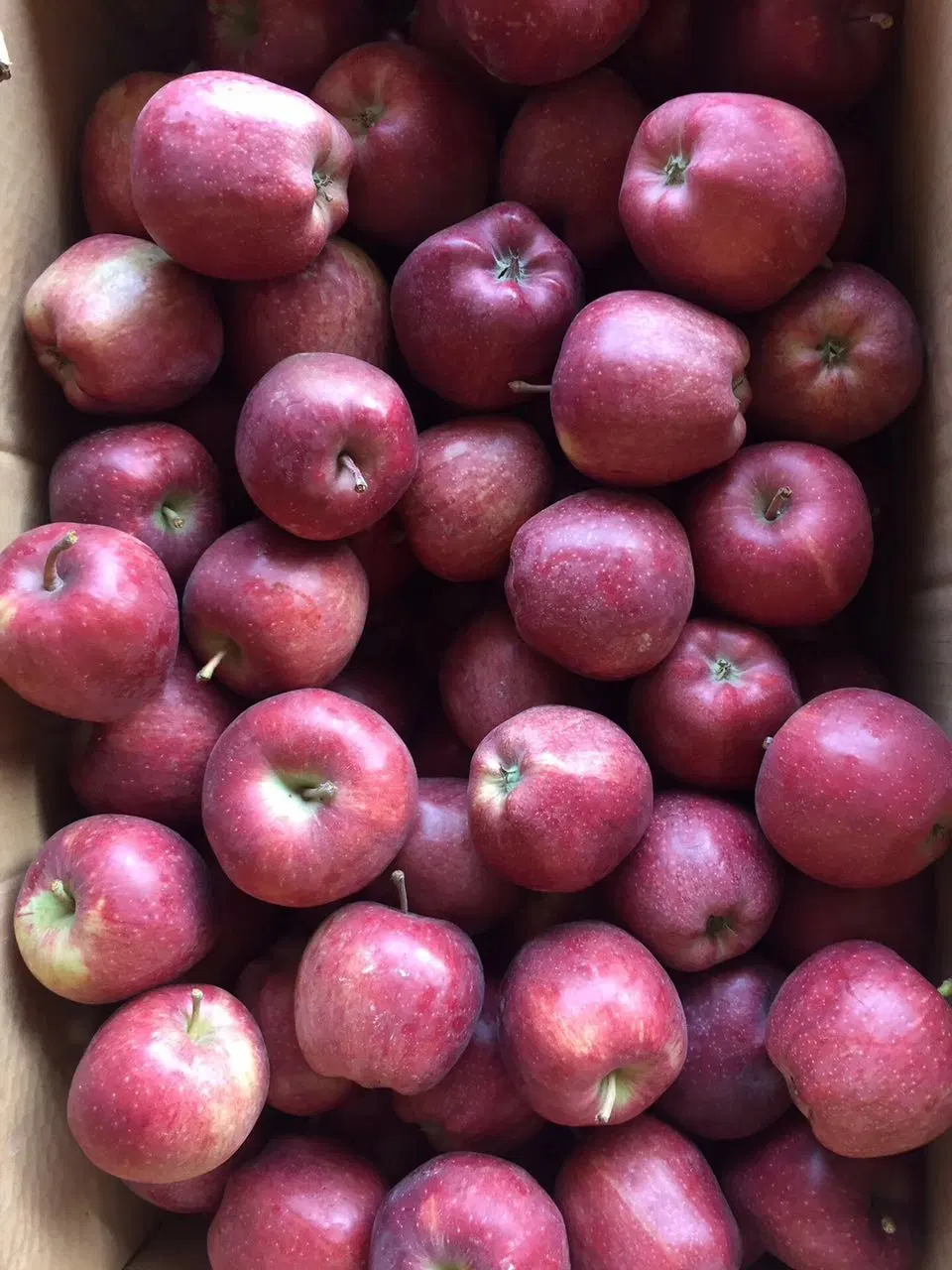 Fresh High Qualified Red Star Apples From China