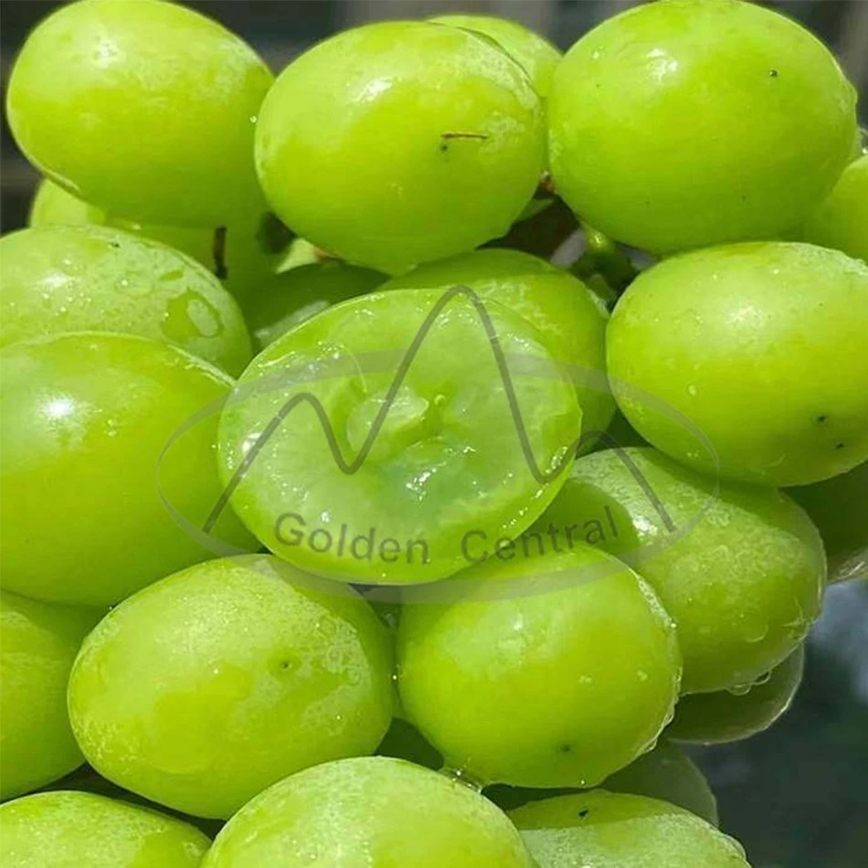 Seedless Sweet Shine Muscat Fresh Fruits Grape Supply for World