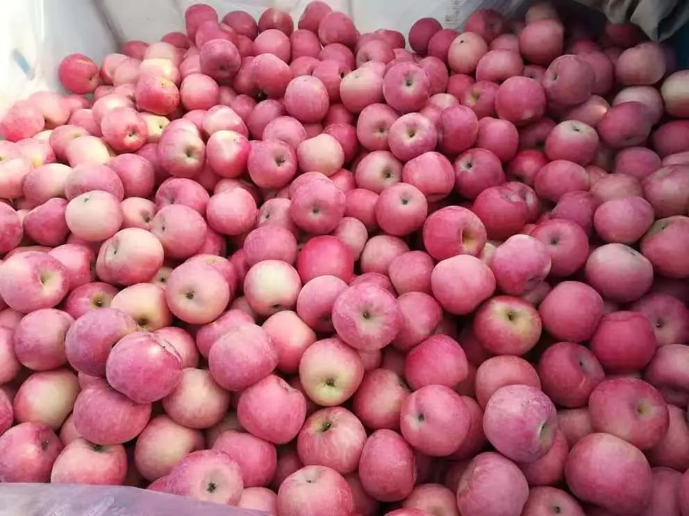 Nouvelle saison nouveau Corp Pommes fraîches