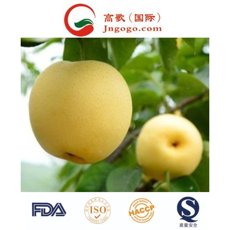 Yellow Shine Top Quality Delicious Golden Pear