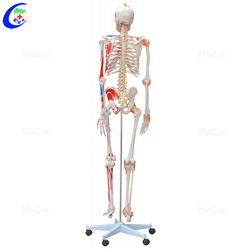preço de fábrica 180cm 45cm Mecan Anatomia Esqueleto humano 85cm modelo de Ciências Médicas