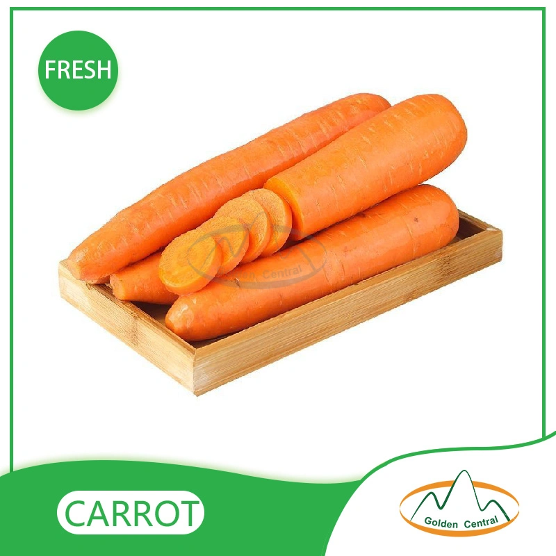 2023 New S M L Size Fresh Red Carrot