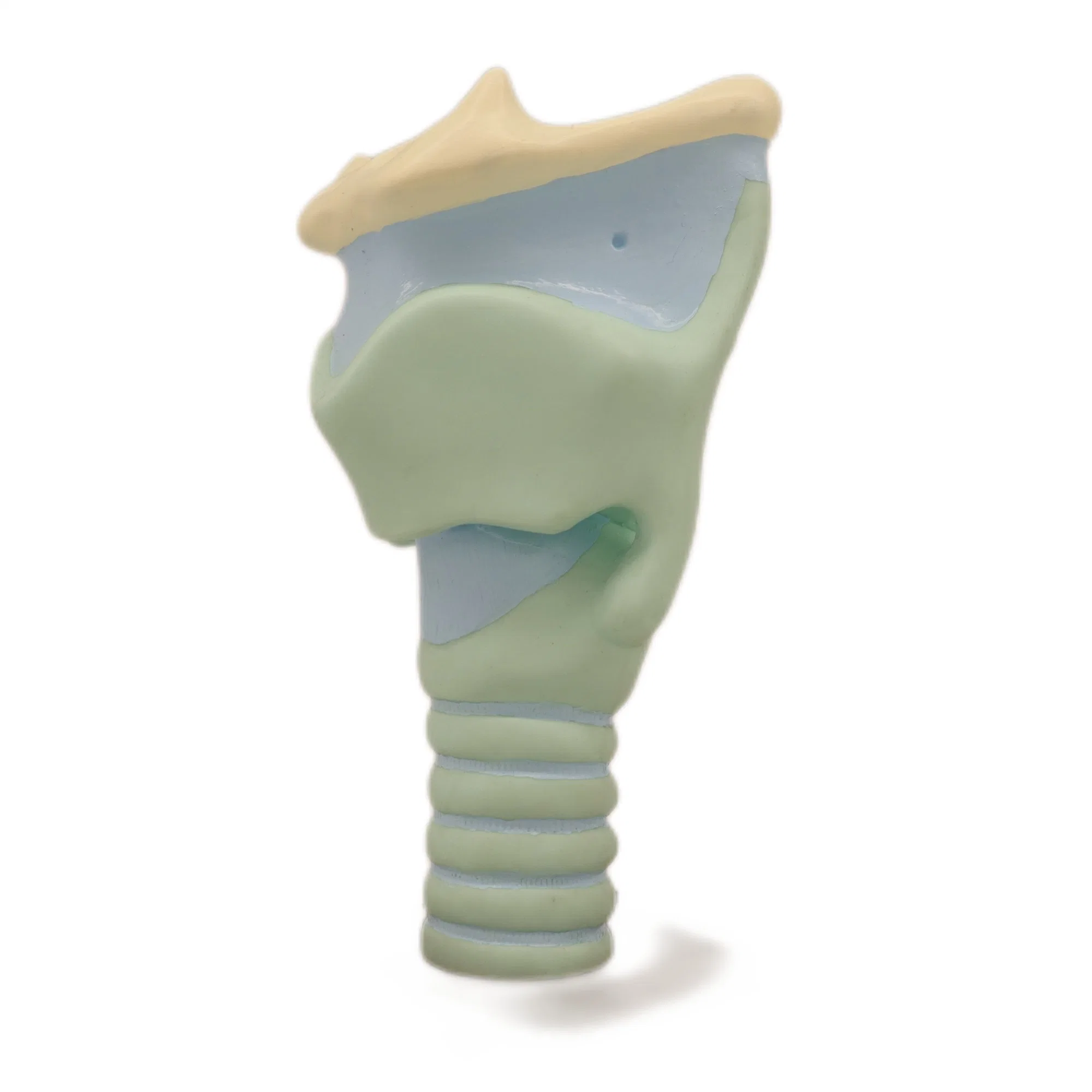 Modèles d'enseignement médical couleur osseuse modèle de squelette d'enseignement humain de Modèle d'expansion des cartilages du larynx