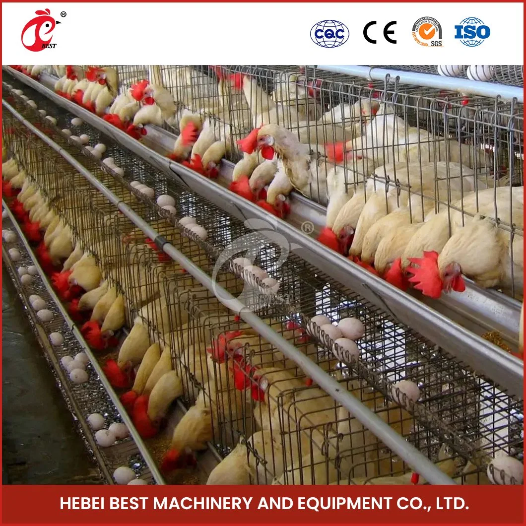 Bestchickencage una jaula de la capa del tipo China transporte la jaula de la capa del pollo Muestra de fábrica disponible Configuración de jaulas de huevo Equipo de Chicken House