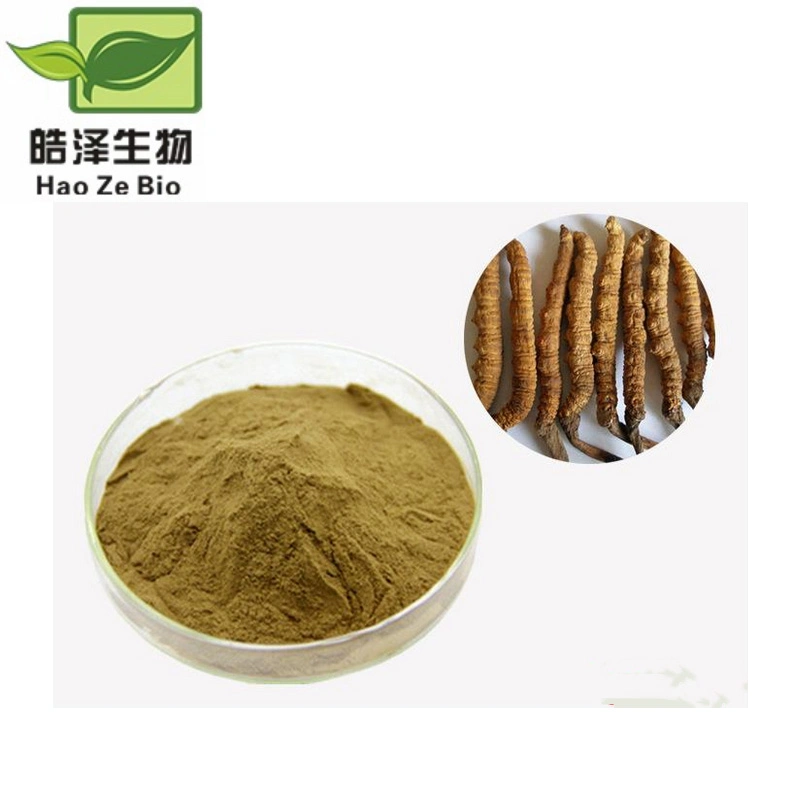 شهادة حلال الصحة الملحق Cordyceps Sinensis استخراج