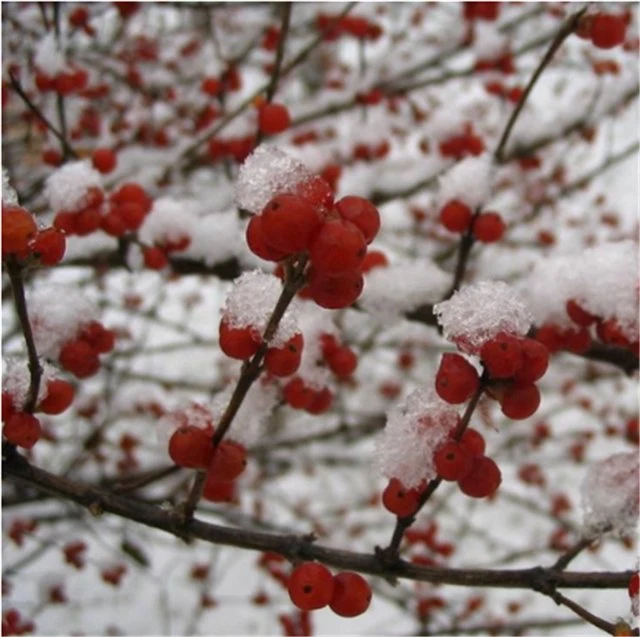 Bestop Ren dong China Nueva cosecha amur seco fresco de la planta de semillas de madreselva LONICERA JAPONICA Thunb