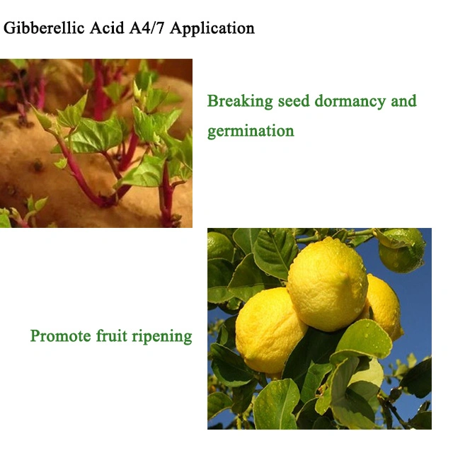 Chemicals Ga47 90tc Gibberellic Acid Ga4 7 Auxin in Agriculture