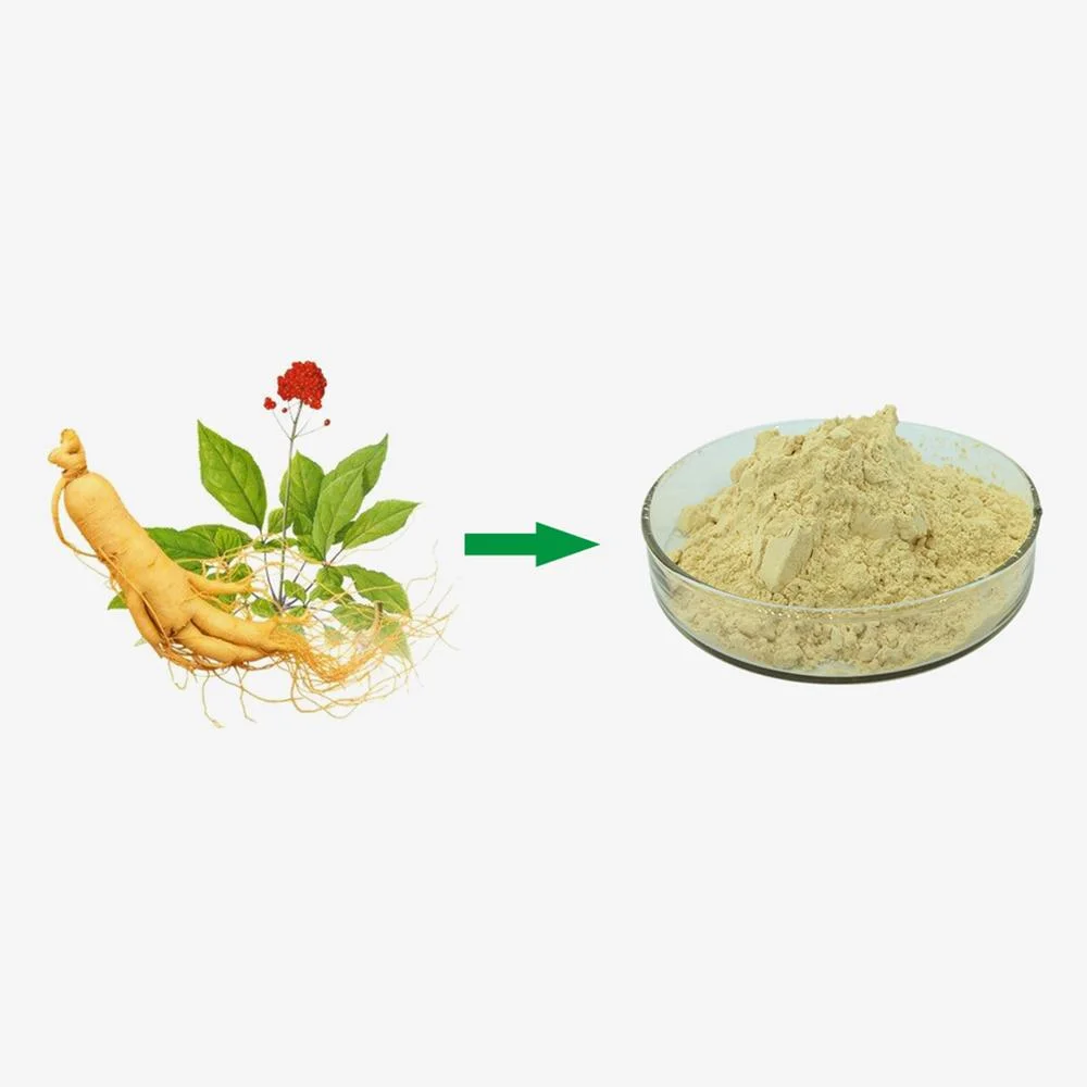 استخراج النبات مبيدات الآفات مياه مجانية Soluble Ginsenoides 1-80% مسحوق عضوي باناكس جينسينج مستخرج للرعاية الصحية