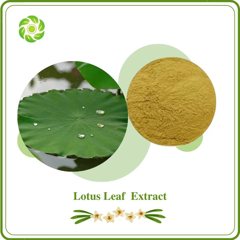 World Well-Being Biotech Natural Lotus Leaf Extract with 1%-5% 98% Nuciferine for Supplement