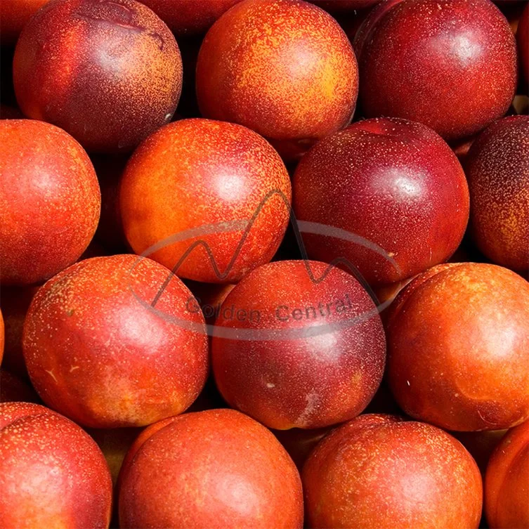 Chinese Manufacturer Prices Fresh Nectarine Peach with A Grade