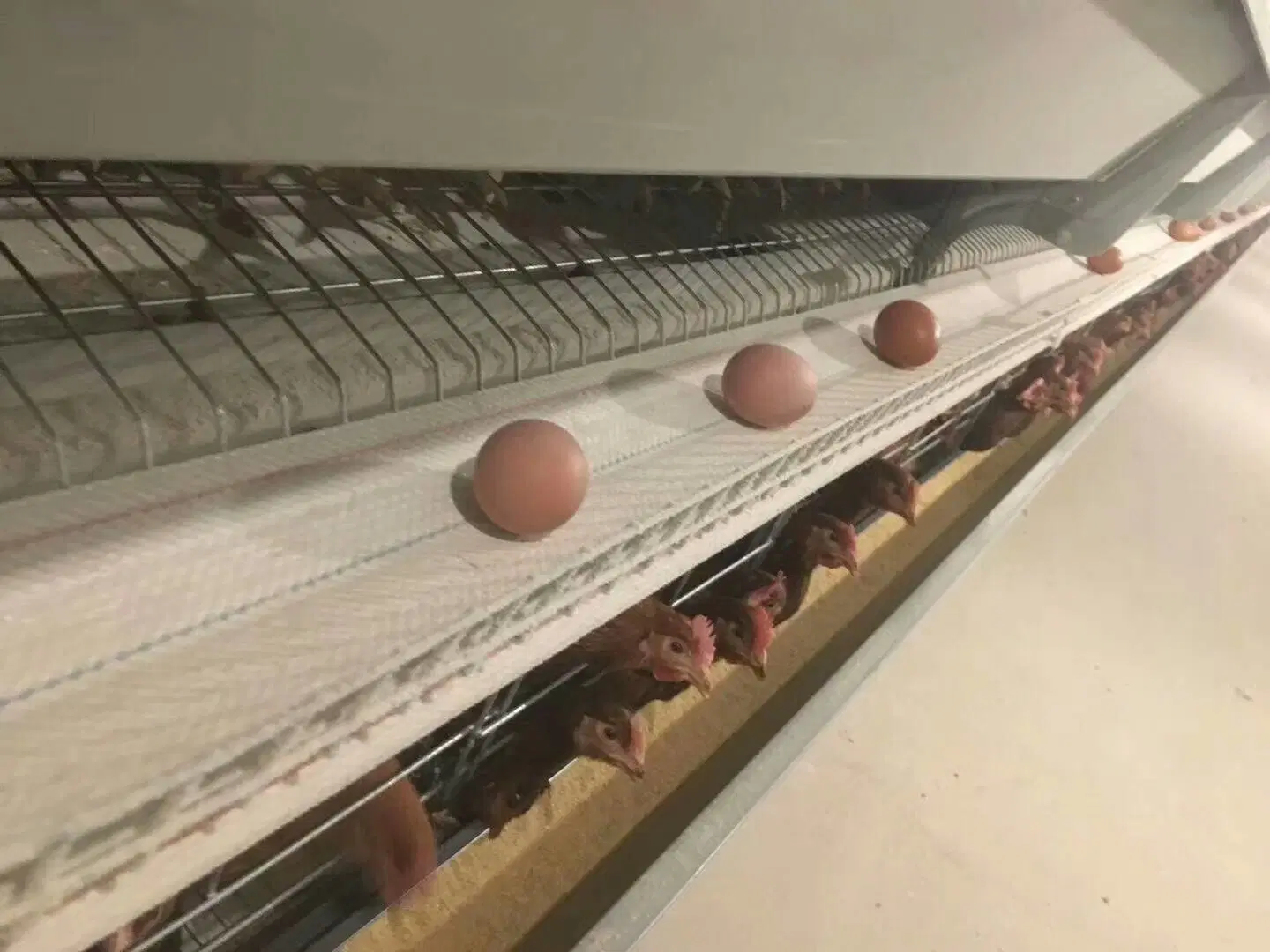 Bird Cage de poulet et de système d'alimentation pour la vente