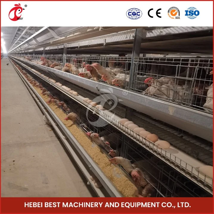 Bestchickencage H Tipo capa jaula China pollos aves de corral bebé Chick Fábrica de jaulas de capas de venta al por menor OEM característica de limpieza fácil personalizada automatizada Pollo jaulas huevo capa